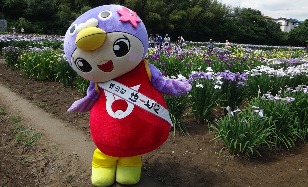 ときがわ花菖蒲まつりにいってきたよ〜