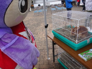 うさぎさんやポニーのふれあい体験があって楽しかったな～
