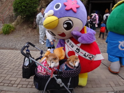 柴犬とはーとん