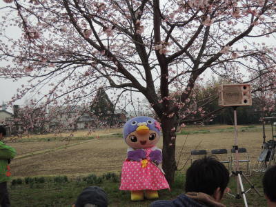 はーとんベンチに座ってお花見