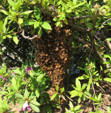 ミツバチの集合（分蜂群）