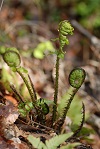 石坂の森の植物1