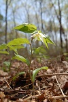 石坂の森の植物2