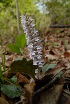 石坂の森の植物3