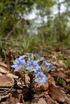 石坂の森の植物4