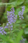 石坂の森の植物5