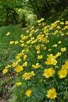 石坂の森の植物6