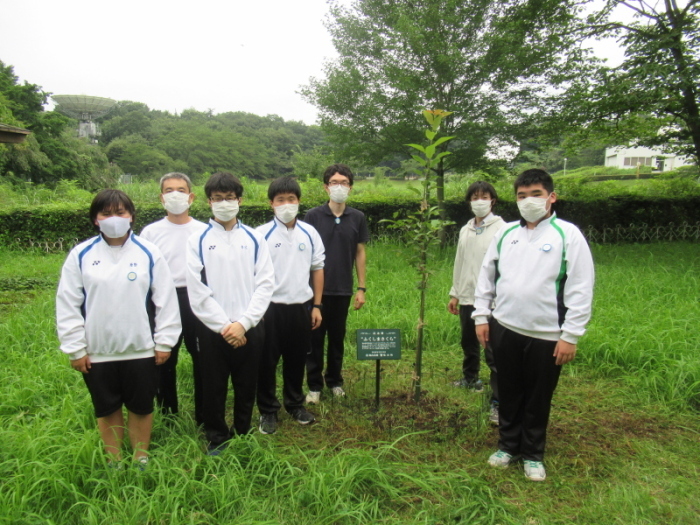 苗木の補強作業の様子
