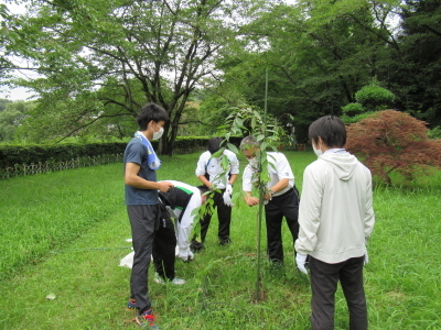 苗木の補強作業の様子2