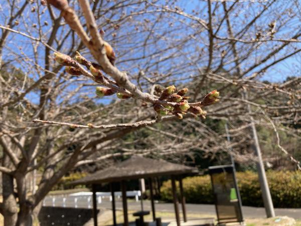 3月20日の高野倉ふれあい自然公園の桜のつぼみの拡大写真