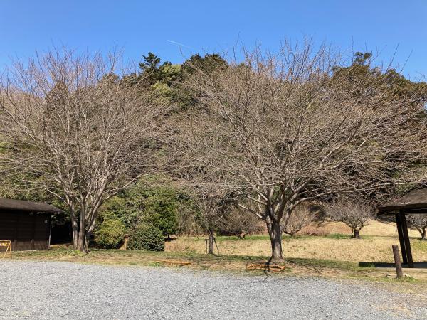 3月20日の高野倉ふれあい自然公園の桜の写真