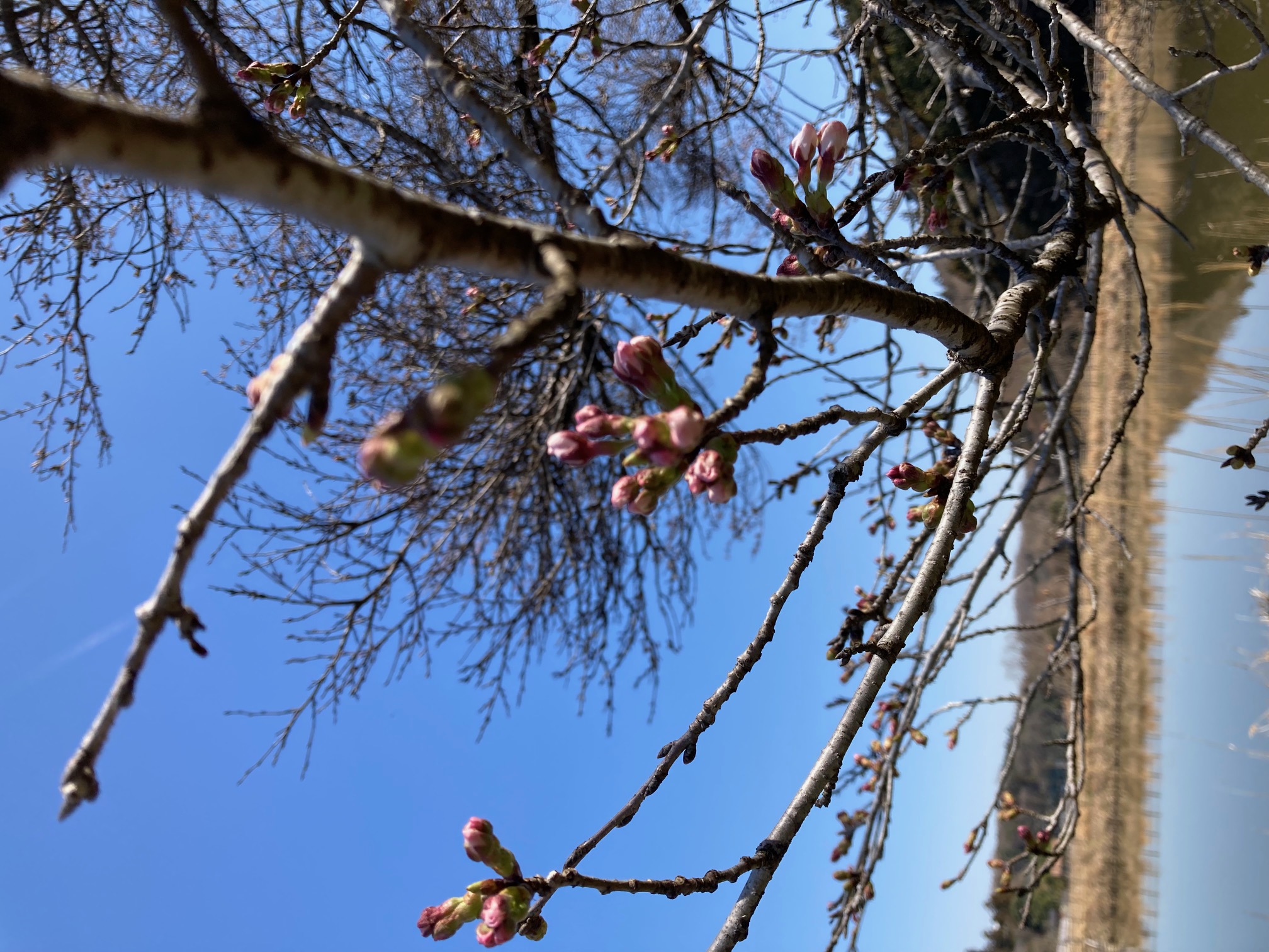 東山沼の桜のつぼみの拡大写真
