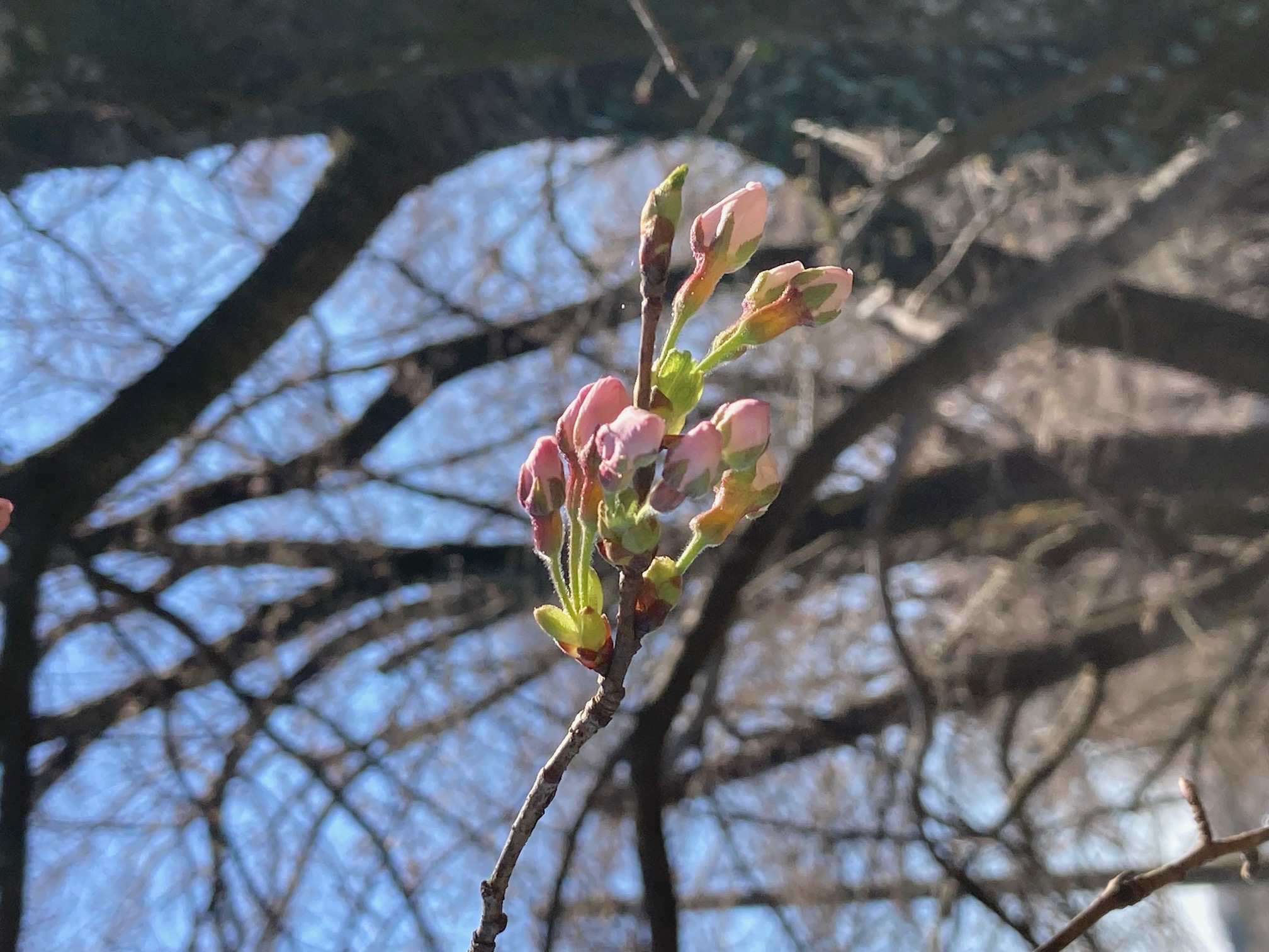 3月20日三嶋神社参道の桜のつぼみの拡大図