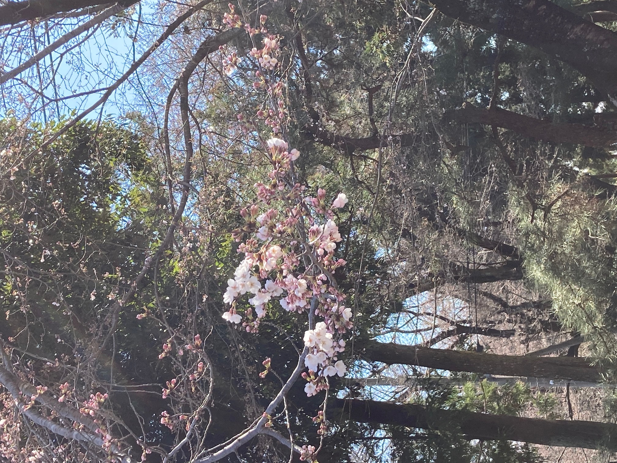 3月20日三嶋神社敷地内の桜のつぼみの様子