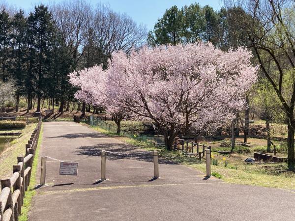農村公園の池のほとりには早く咲いている桜もあります
