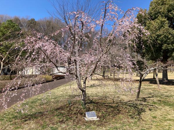 農村公園内に植樹された福島の桜