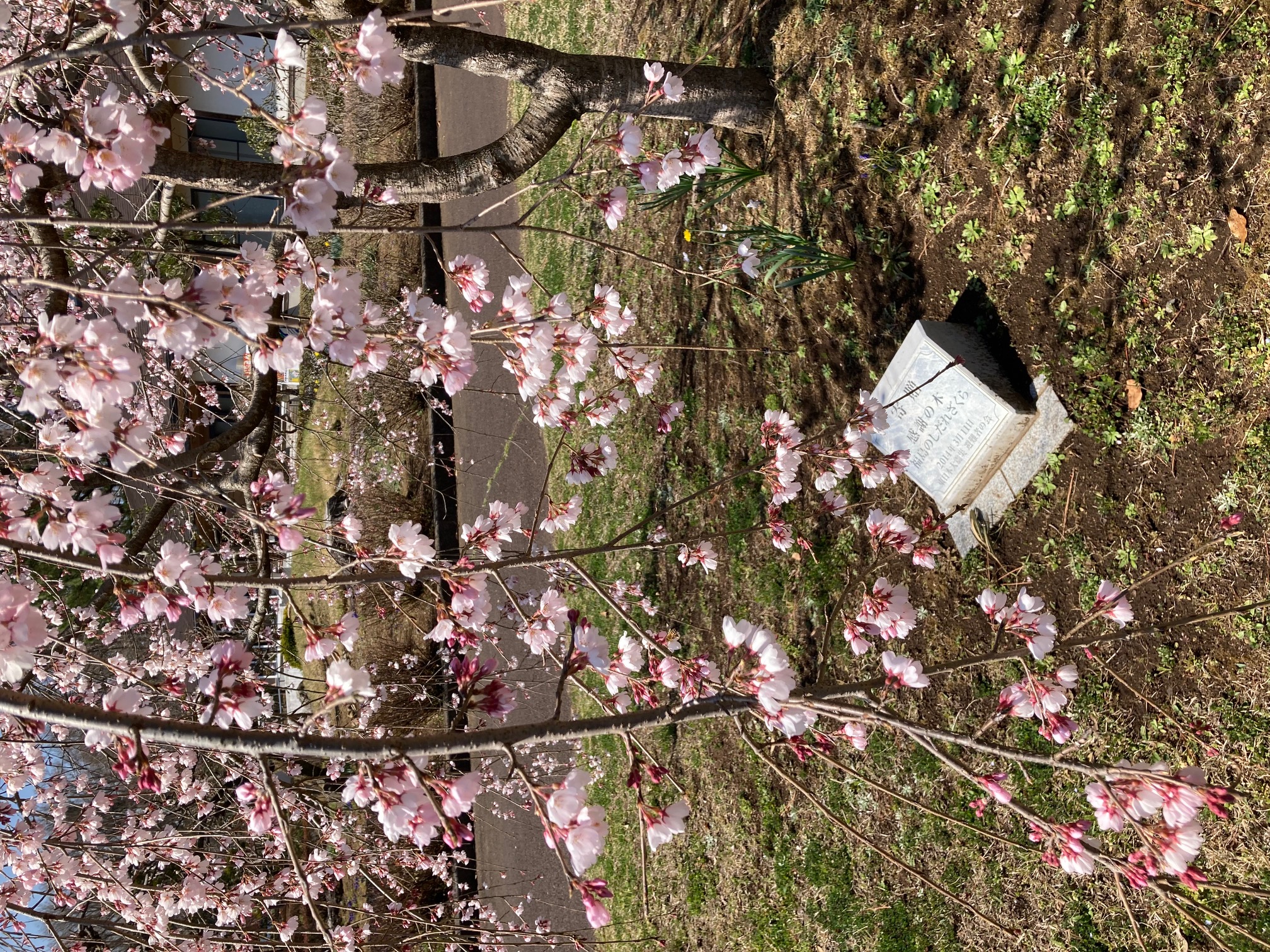 農村公園内に植樹された福島の桜の近景