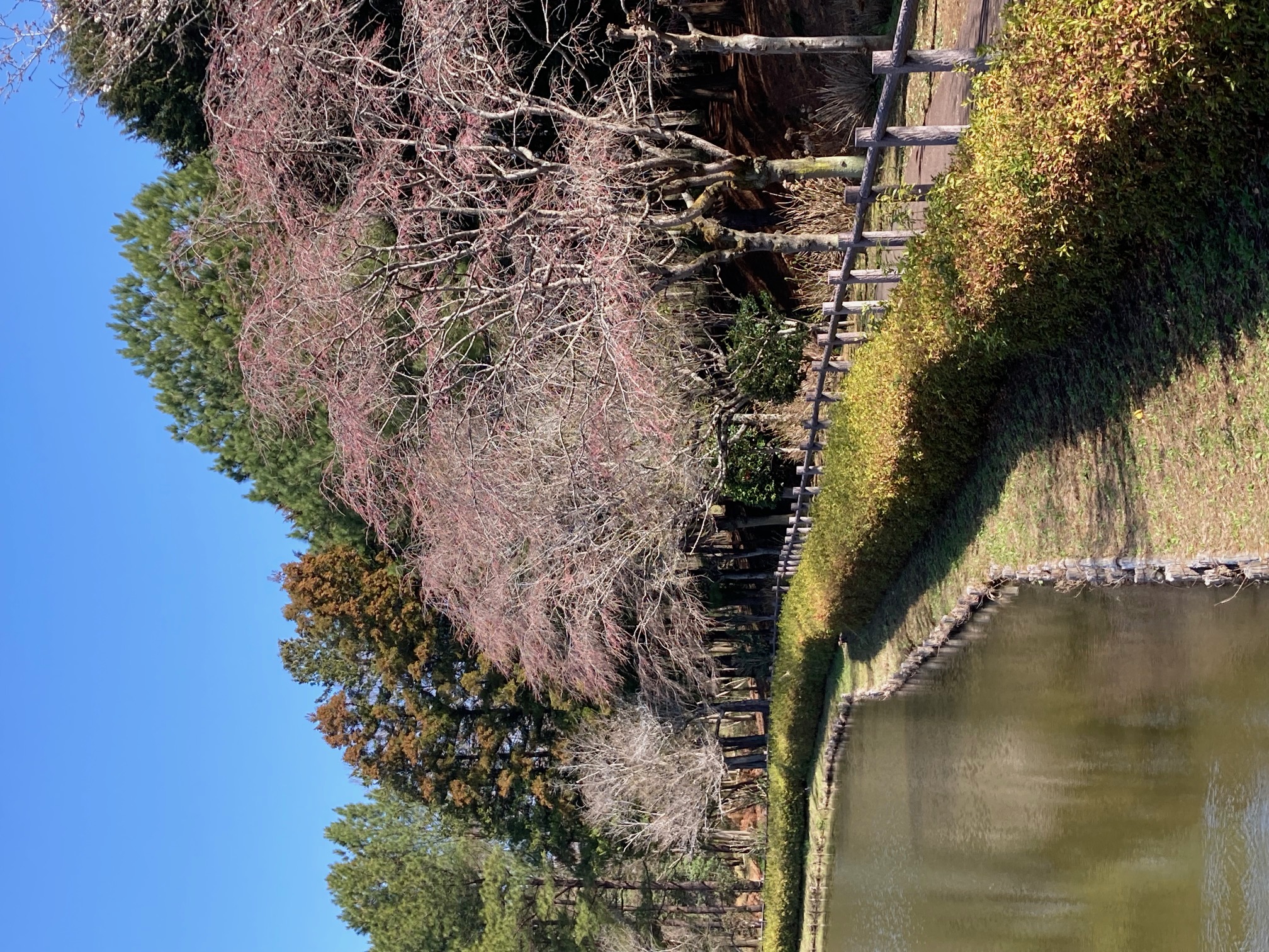 3月20日の農村公園にある池のほとりの桜の様子