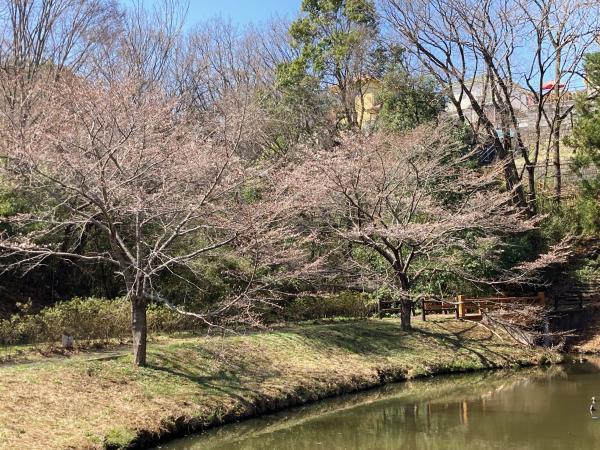 3月20日現在の逆川沼公園の桜