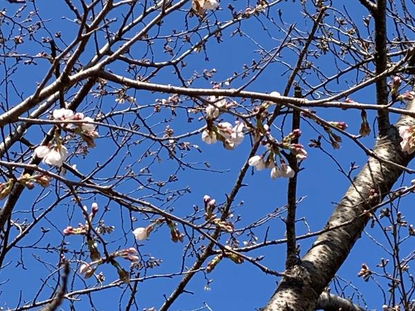 3月20日の逆川沼公園の桜のつぼみの様子