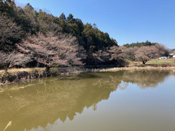 東山沼の桜を横から見た風景