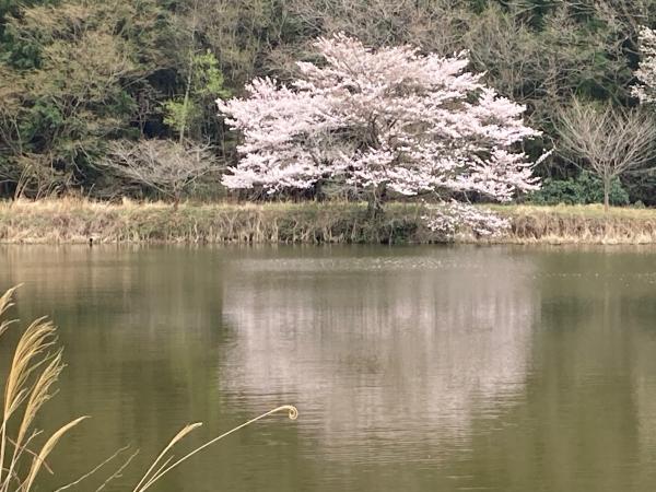 東山沼湖面に映る桜