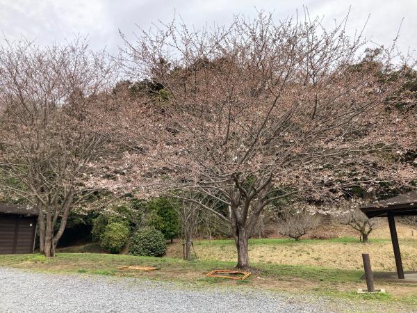 高野倉ふれあい自然公園駐車場の桜
