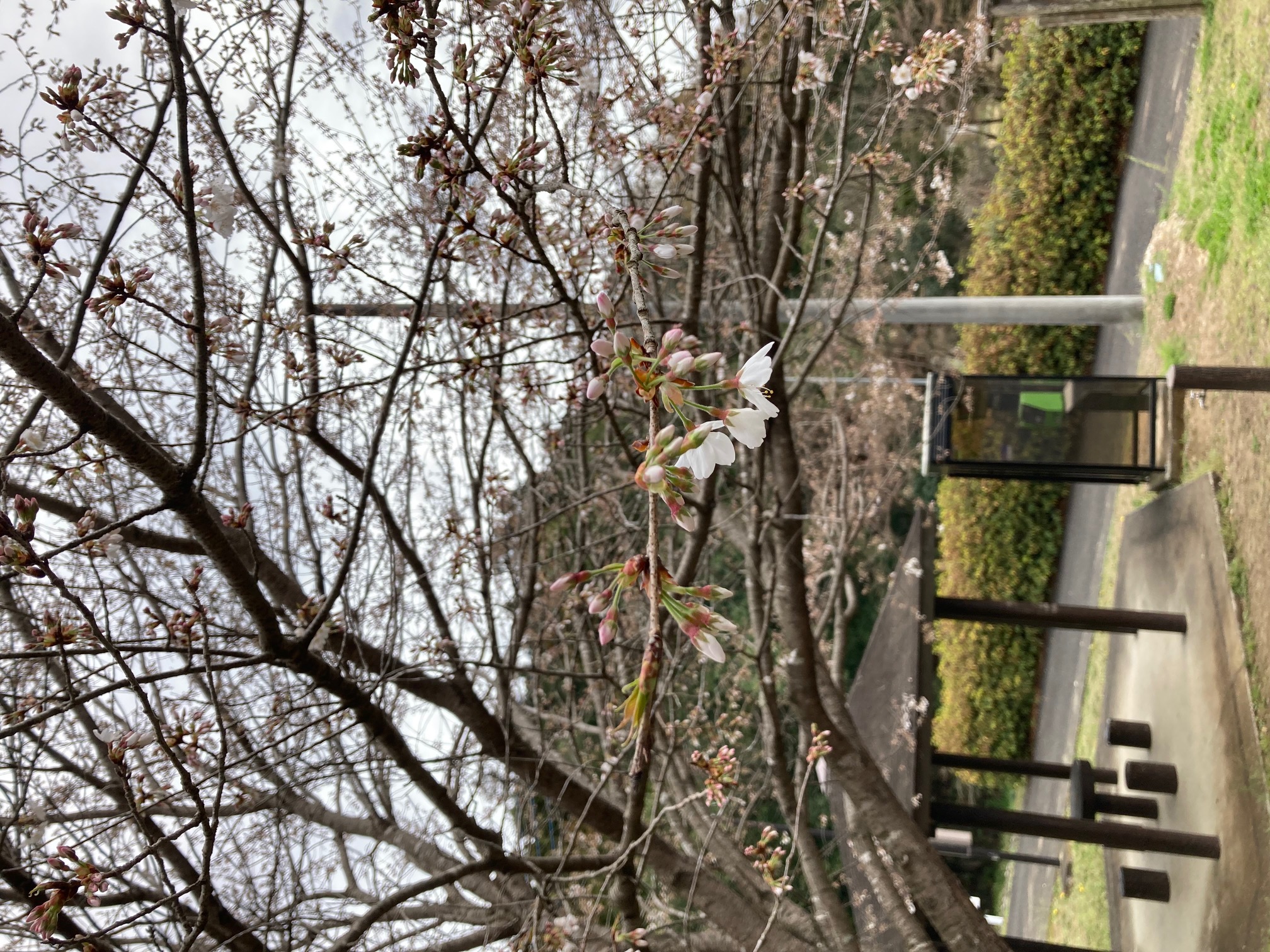高野倉ふれあい自然公園桜のつぼみ