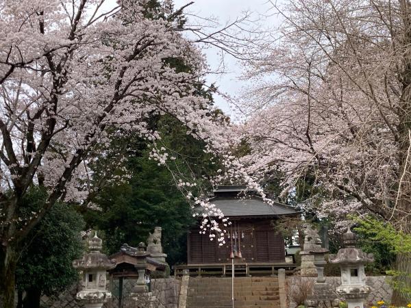 三嶋神社前の桜