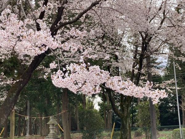 三嶋神社敷地内の枝は満開