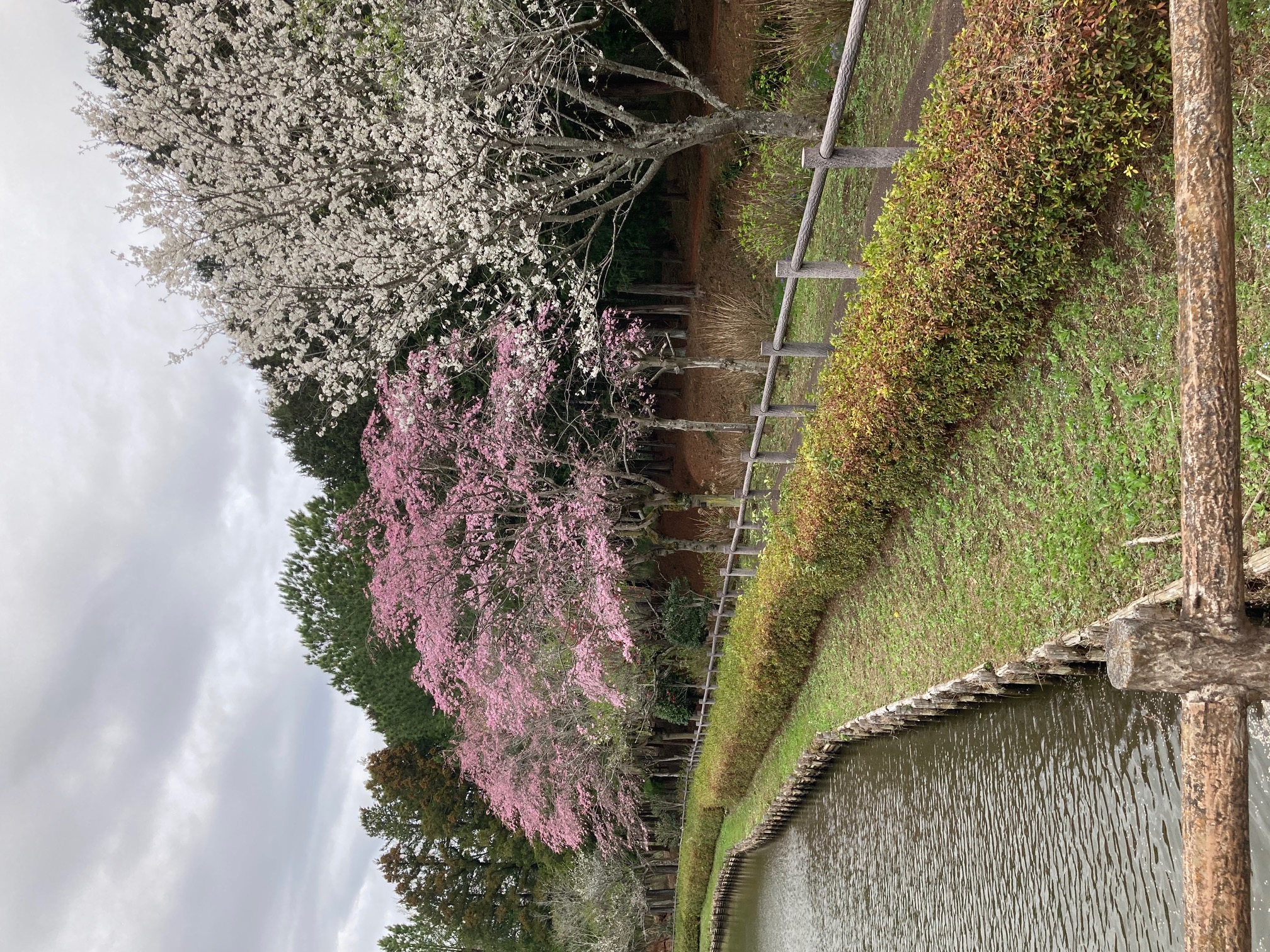農村公園池沿いのしだれ桜