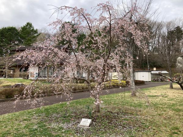 農村公園内に植樹されている福島のしだれ桜