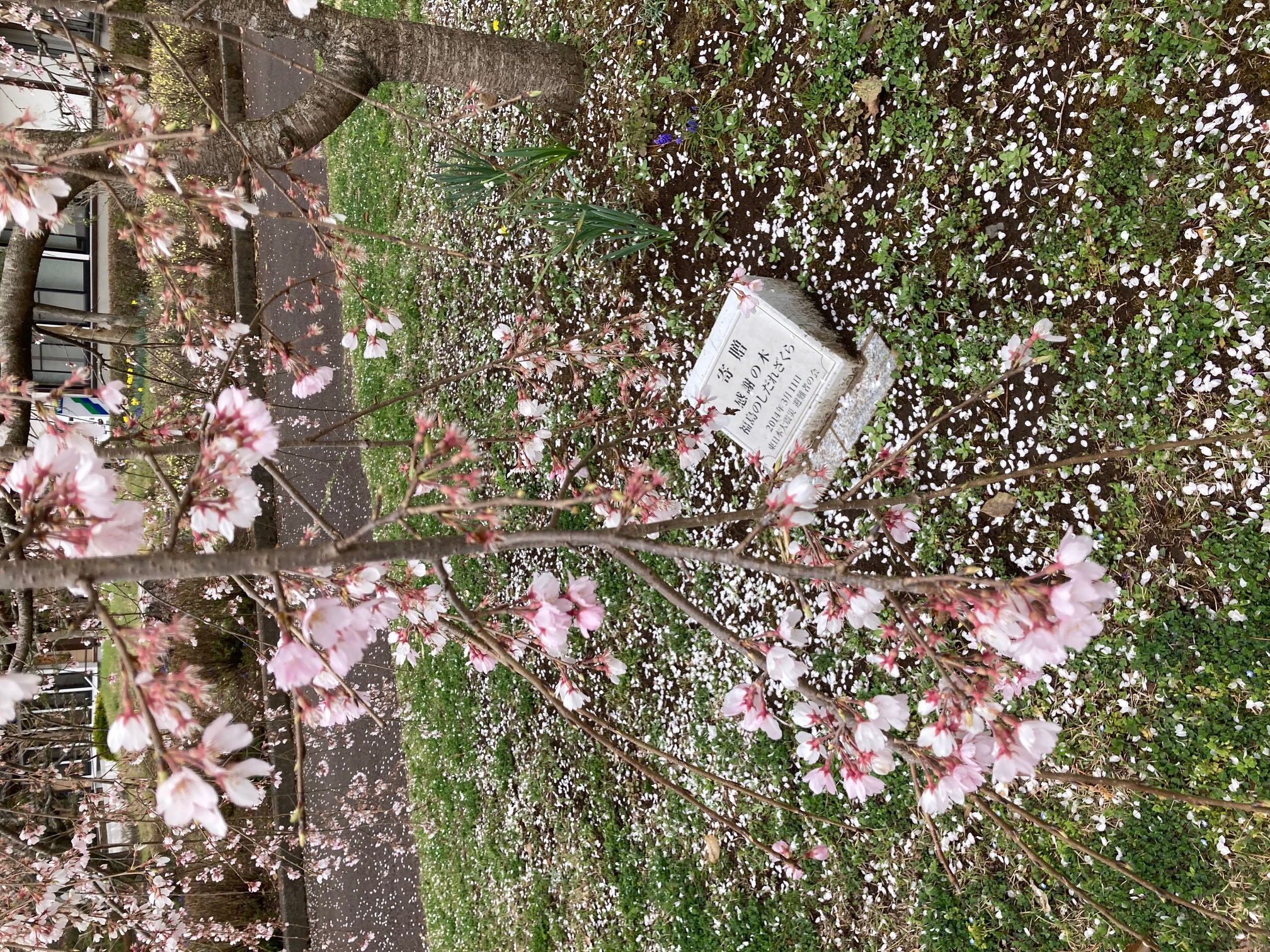 農村公園に植樹されている福島の桜は散り気味