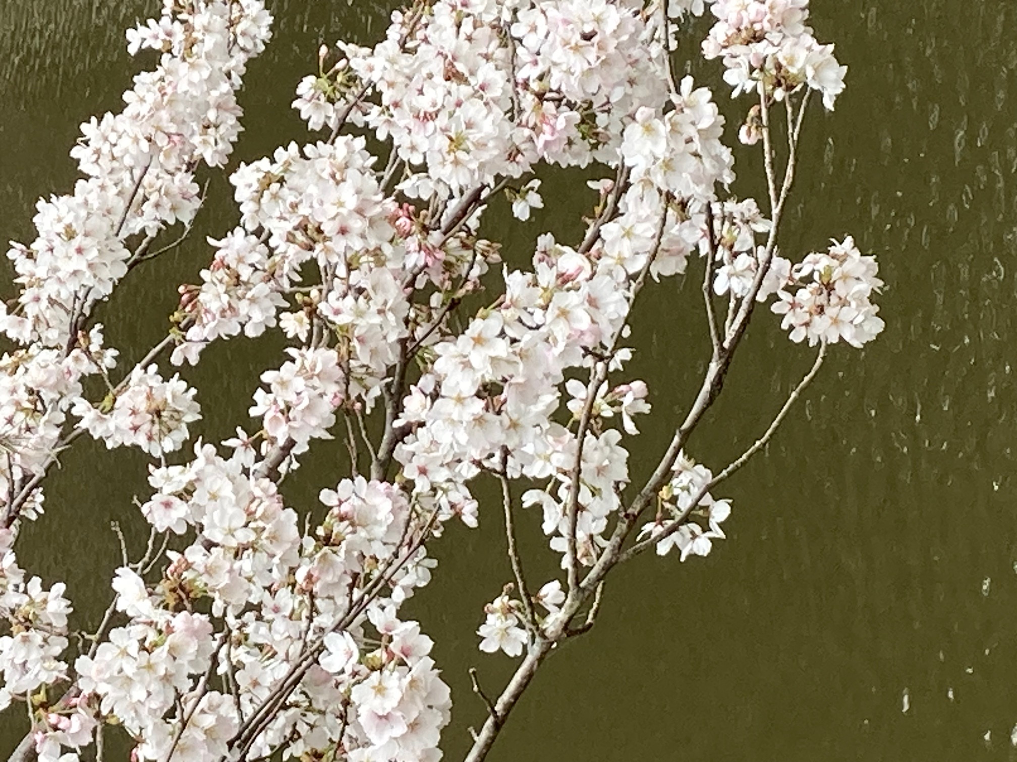 逆川沼公園の桜の枝先