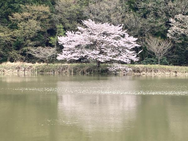 東山沼湖面に映る桜