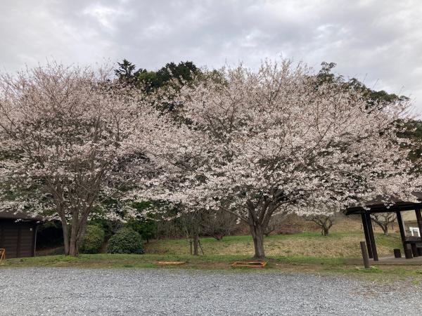 高野倉ふれあい自然公園の桜