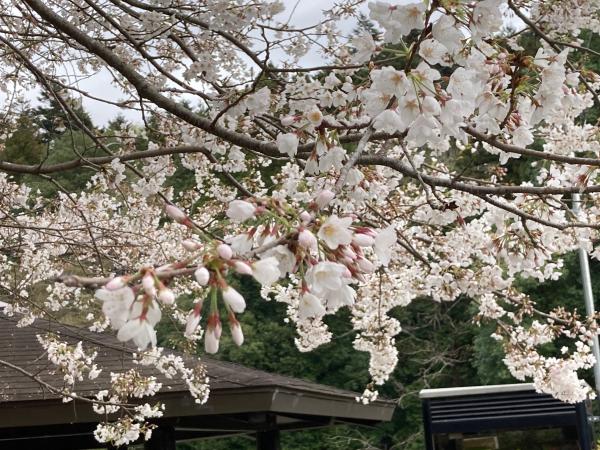 高野倉ふれあい自然公園の桜開花の様子