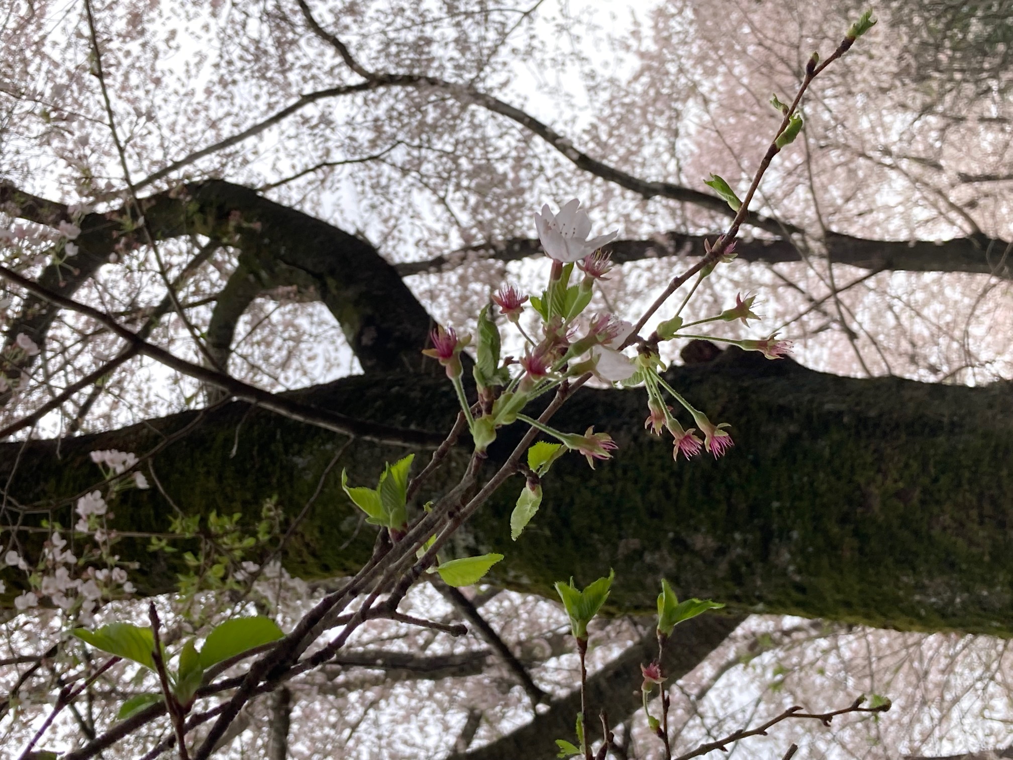 三嶋神社参道の桜には新芽が出ています