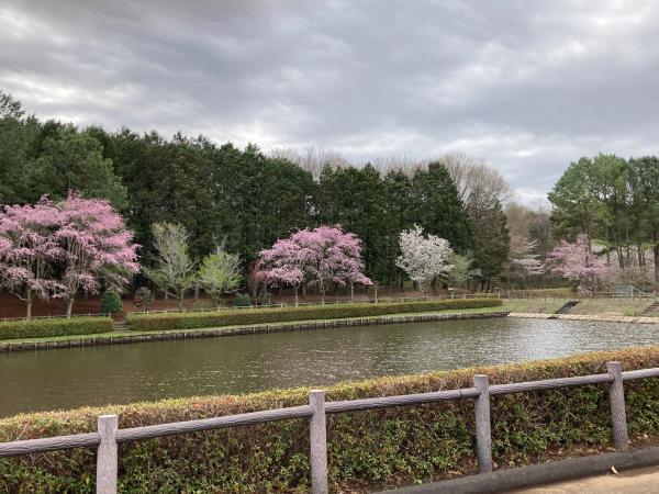 農村公園の池のほとりの桜