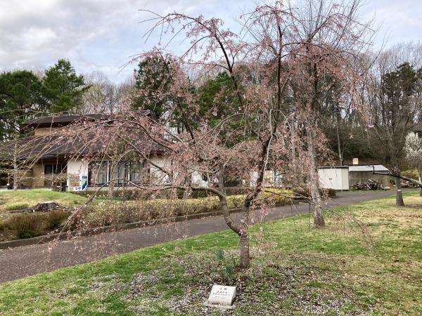 農村公園に植樹された福島の桜