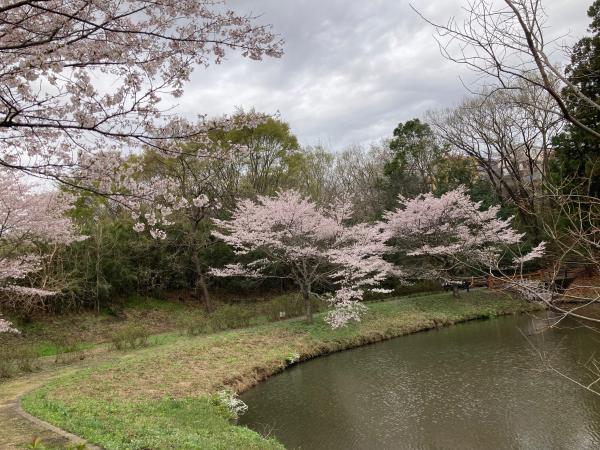 逆川沼公園の桜