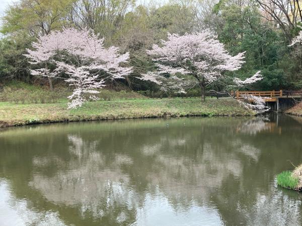 逆川沼公園の湖面に映る桜