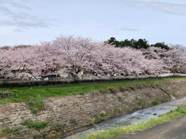 鳩川添いの桜