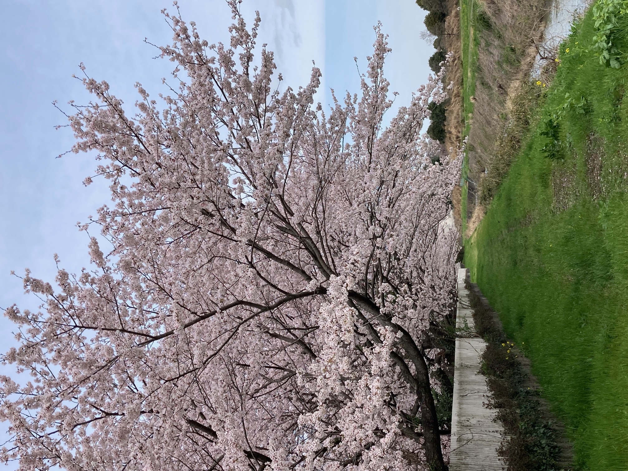 幼稚園脇の河川道路沿いの桜