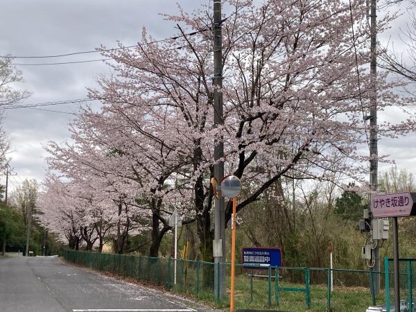 けやき坂通りの桜