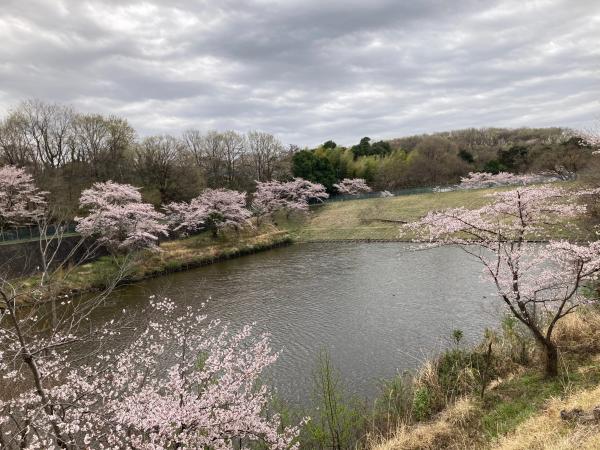 梅沢調整池の桜