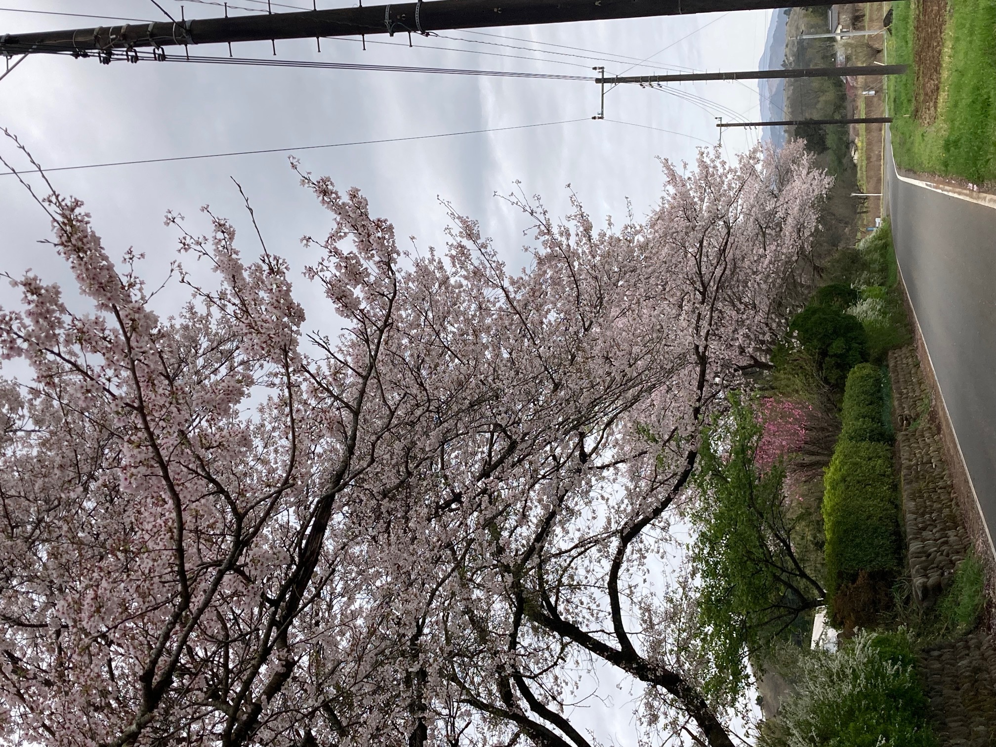 熊井毛呂神社前の桜並木
