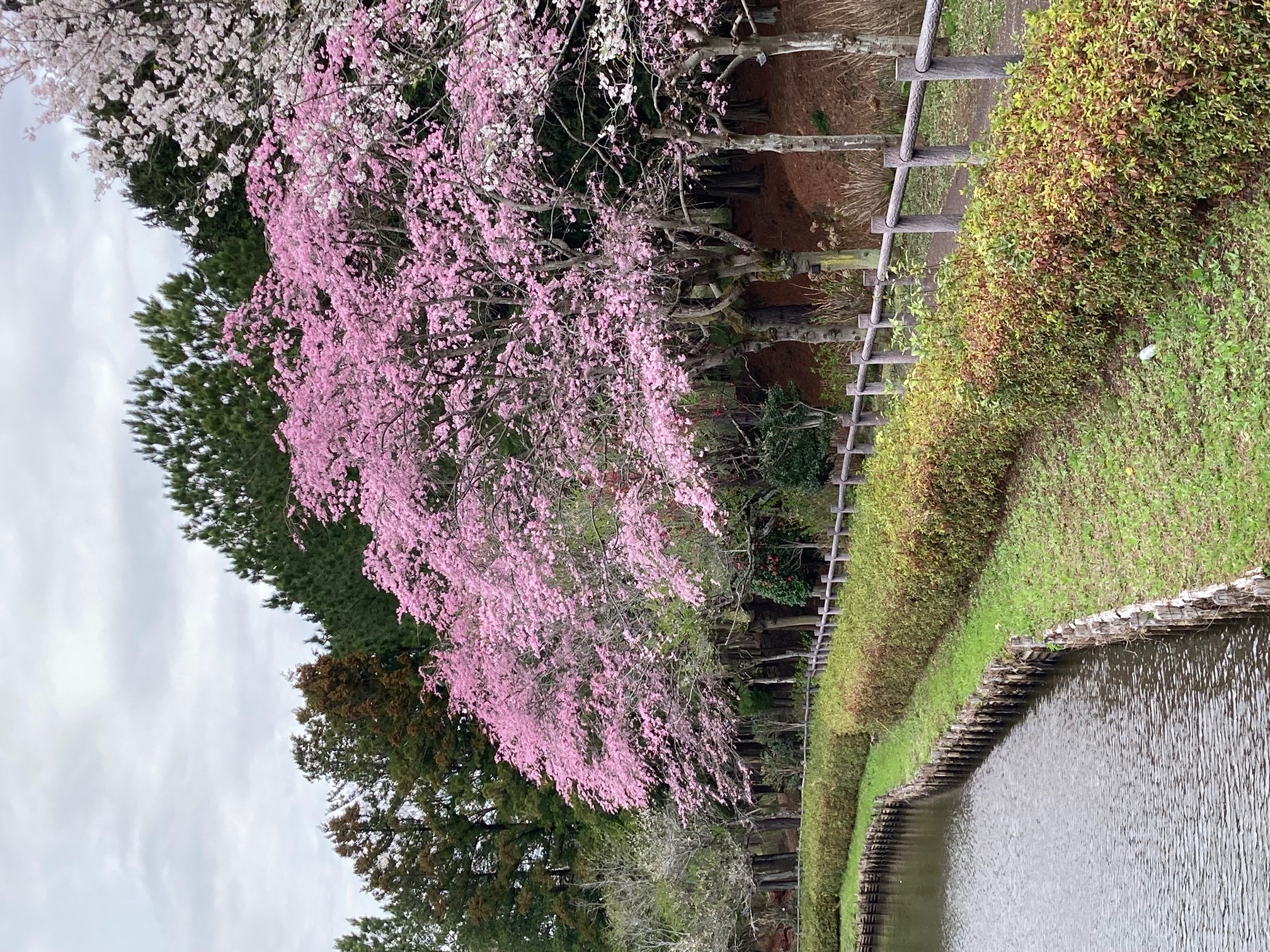 農村公園にある池のほとりの桜