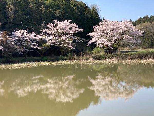 東山沼の湖面にくっきり桜が映る様子