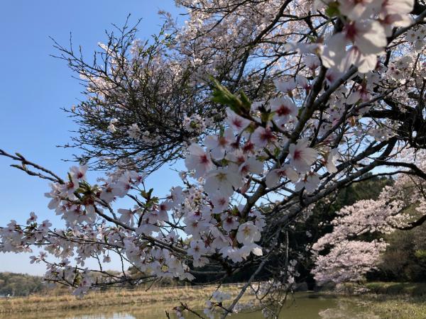 東山沼の桜の花拡大